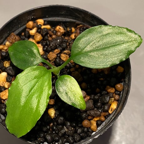 Homalomena sp. "Silver Bullet Green" from P.Linga [AZ1017-1]