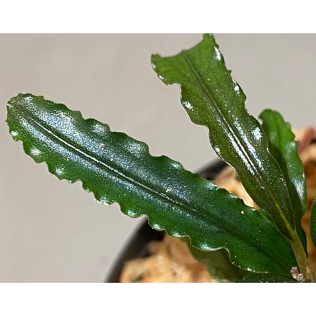 Bucephalandra sp. "MEDUSA"