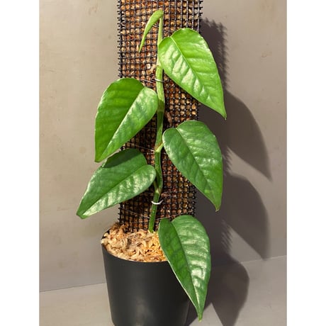 Philodendron sp. from Venezuela [tanakay]