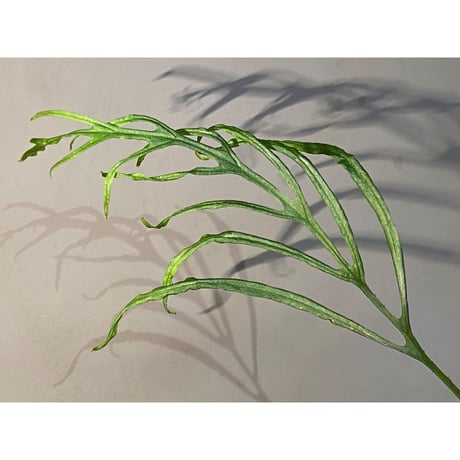 Microsorium sp. from Saripoi [LA0515-02] ②