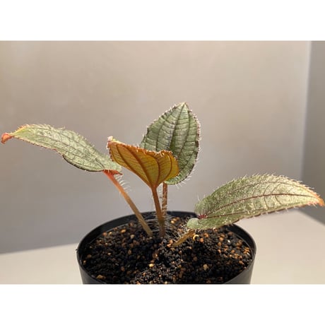Phyllagathis sp. from Cao Bang Viet Nam [R1217-02]