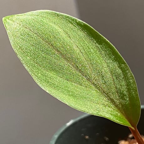 Homalomena sp. from West Kalimantan
