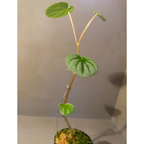 Peperomia sp. from Colombia [tanakay]