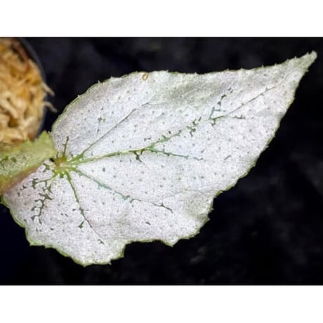 Begonia formosana from Taiwan
