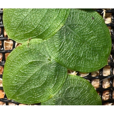 Pothos barberianus from Kapuas fulu West Kalimantan