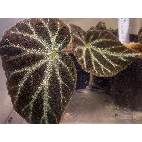 Begonia sp. from Cao Bang [YH220919] TK