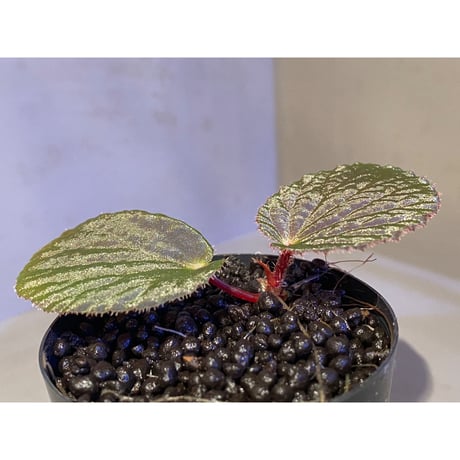 Begonia sp. from Pulau Halmahera [LA0314-02]