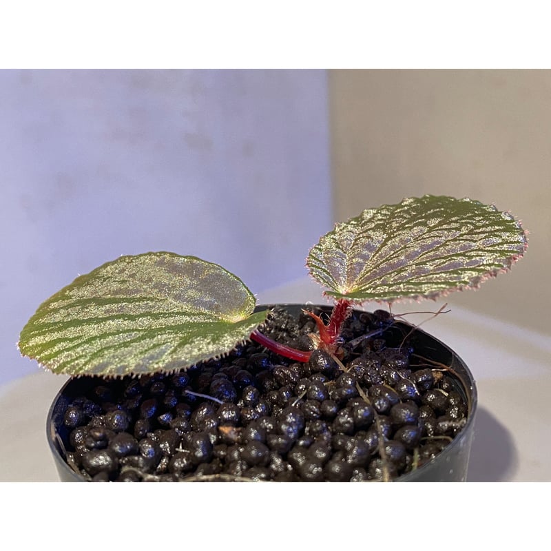 激レア　パラサナ縞斑　総柄 ブースターパック 星火燎原編 爆煌！閃光星 ｜ Z/X - Zillions of