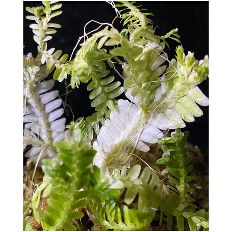 Selaginella sp. バリエガータ from "Nanga pinoh" [TB]
