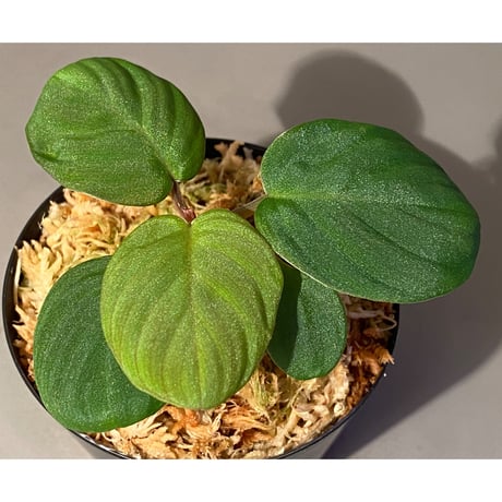 Homalomena sp. from Sumatera Utara [LA0118-02]