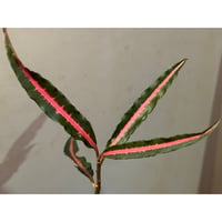 Labisia sp. from Vietnam ①