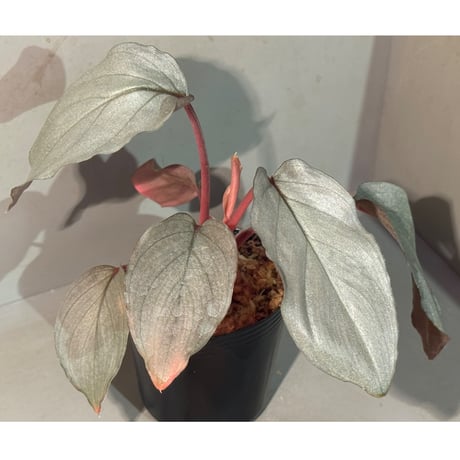 Homalomena sp. "Imperial Japanese Navy" from Resum P.Lingga [AZ0517-11]