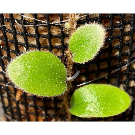 Pyrrosia nummularifolia from Santa Fe Luzon Philippines [KSB]
