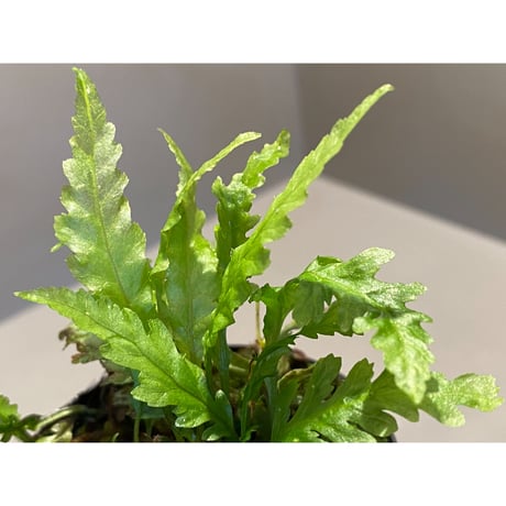 Microsorum sp. Short Dragon Tail