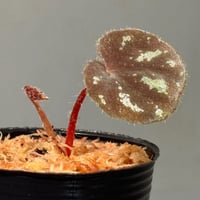 Begonia sp. from Cao Bang [YH251019] TK