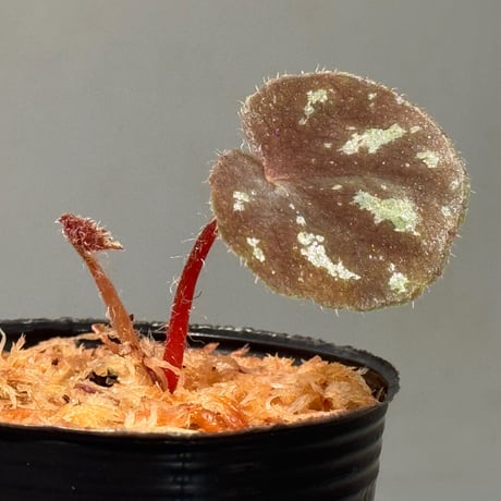 Begonia sp. from Cao Bang [YH251019] TK