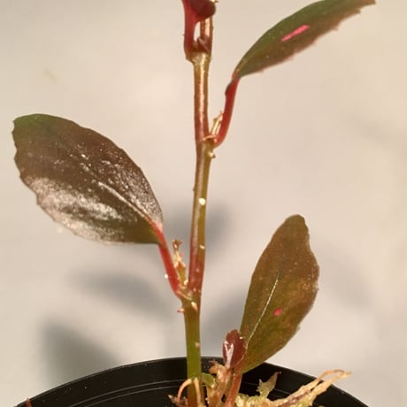 Begonia sp. from Julau [R1214-01b]