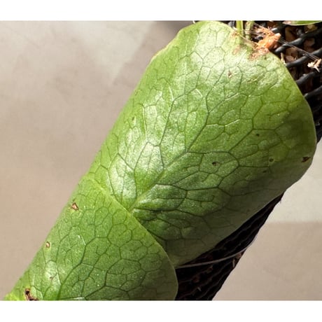 Microsorum linguiforme from South sumatera
