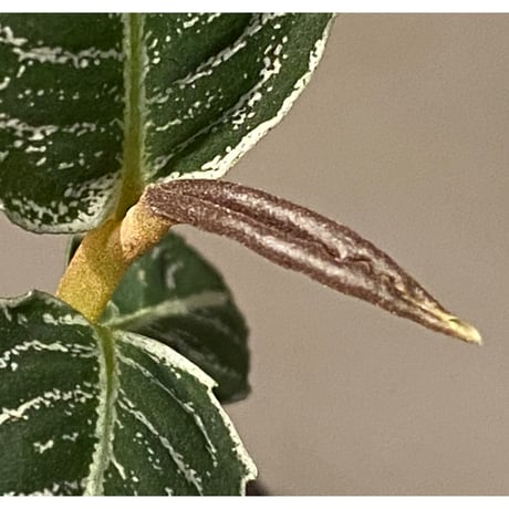 Ardisia sp. from Aceh Selatan [HW0816-03]