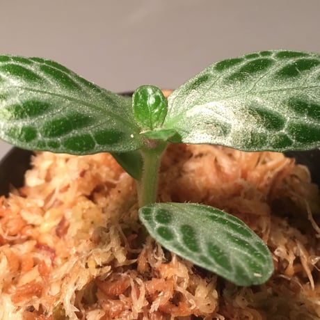 Argostema sp. from  Sluwesi