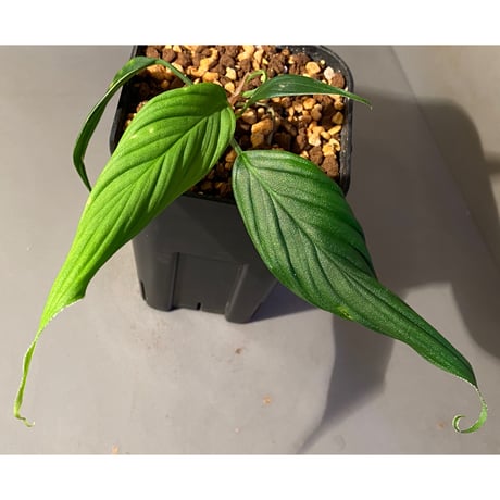 (大株) Homalomena sp. "蛟" from Sumatera Utara [LA0318-02]