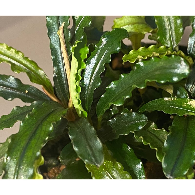 Bucephalandra sp. Bucephalandra sp.