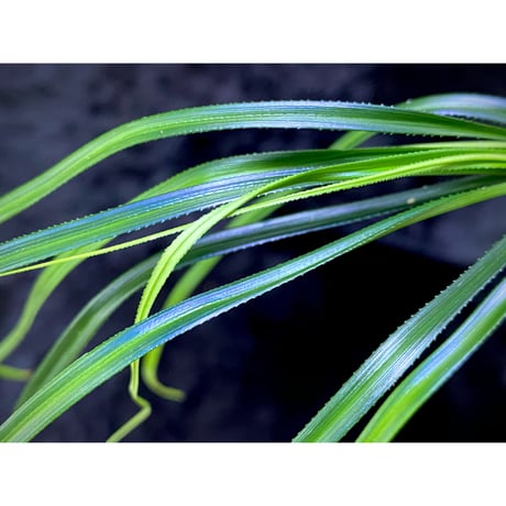 Mapania sp. from "Nanga pinoh" Melawi Kalimantan barat [TB]