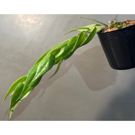 Ceratostema loucianae