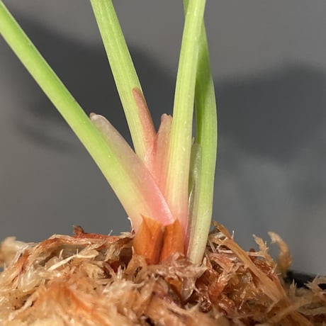 Homalomena sp. from Riau sumatera [LA1119-02]