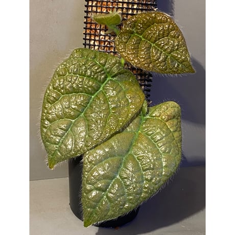 Ficus sp. from Selangor