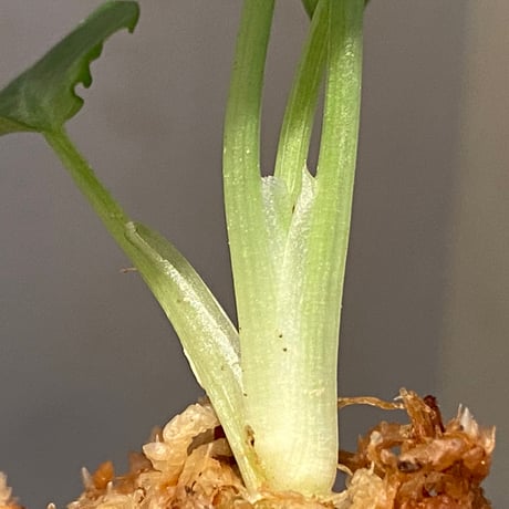 Schismatoglottis Rongisupata from West Kalimantan [KN]