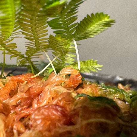 Selaginella biformis [STRINGE PLANTS]