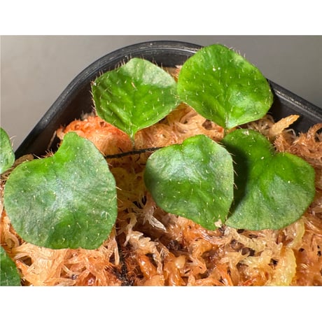 Microgramma reptans