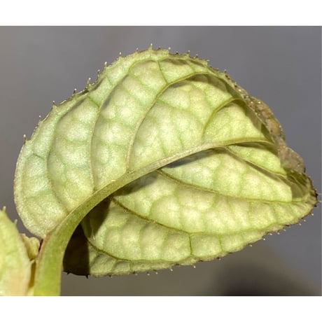 Ardisia sp. from Vietnam