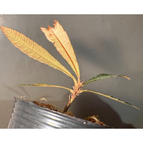 Neckia sp. from West Kalimantan (旧Sauvagesia)