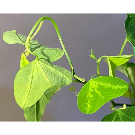 Passiflora apetala from Costa Rica