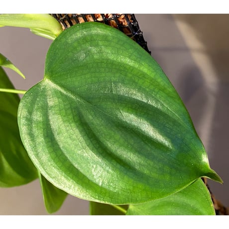 Philodendron sp. from Iquitos Peru [tanakay]