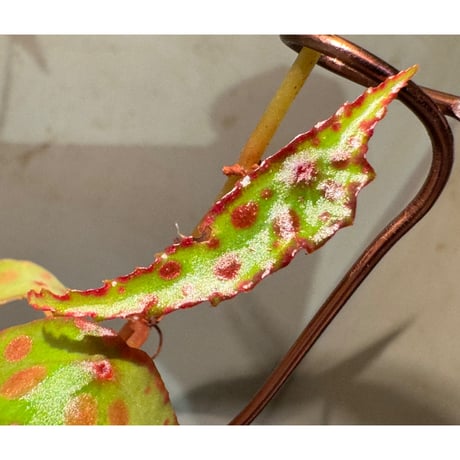 Begonia amphioxus