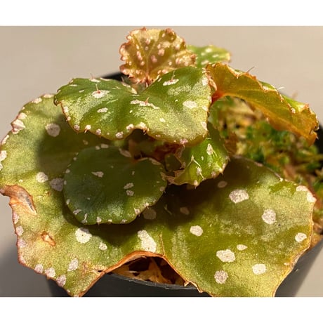 Begonia sp. from Muara Wahau [TB]