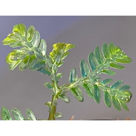 Selaginella picta