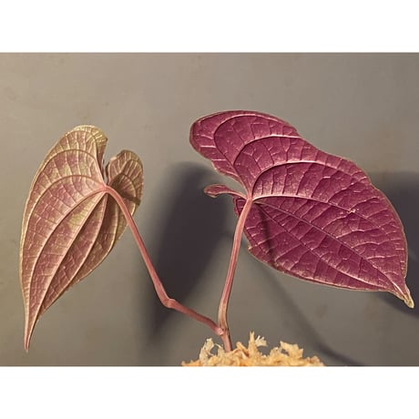 Dioscorea dodecaneura (discolor)