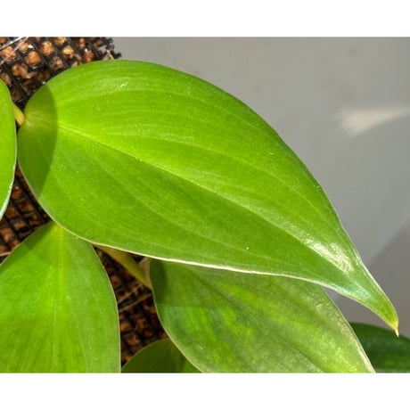 Philodendron sp. from Colombia [tanakay]