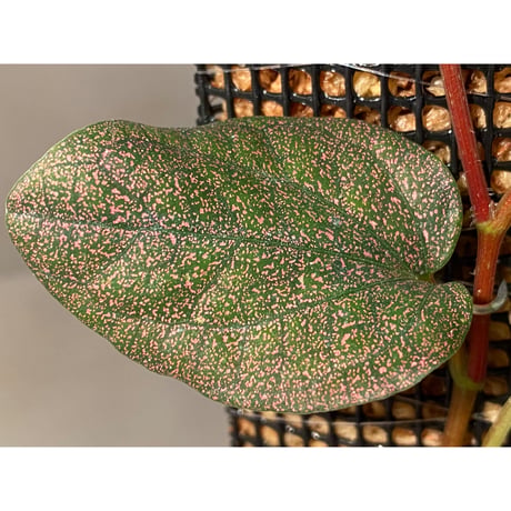 Piper sp. from India