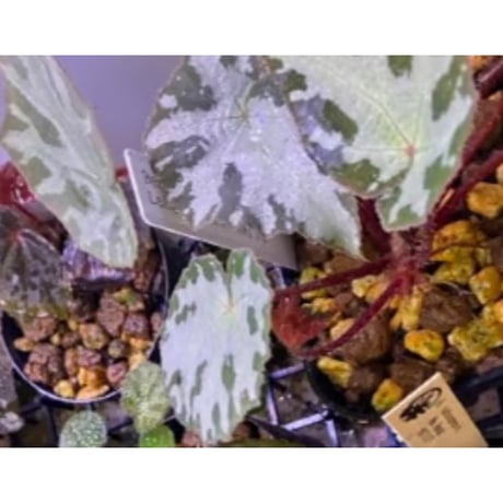Begonia sp. from Lang Son [YH1219] TK
