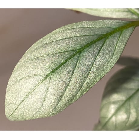 Acanthaceae gen. from Laos [LA]