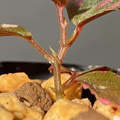 Begonia sp. ぼっち株 from Julau [R1214-01b]