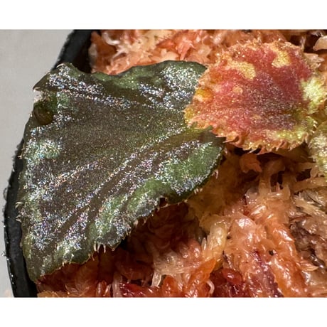 Begonia sp. Pulau Halmahera [LA0314-02]