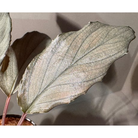 Homalomena sp. "Pink Velvet Long Leaf" from Kepulauan Riau