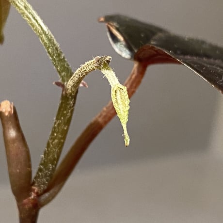 Pterisanthes sp.  from Sidikalang [R0817-01c]