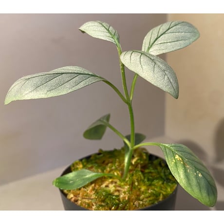 Acanthaceae gen. from Laos [LA]
